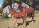 AK 210885 HORSE / PFERD - Horses