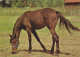 AK 210889 HORSE / PFERD - Horses