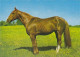 AK 210892 HORSE / PFERD - Horses