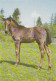 AK 210899 HORSE / PFERD - Horses