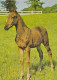 AK 210900 HORSE / PFERD - Horses