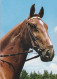 AK 210901 HORSE / PFERD - Horses