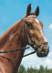 AK 210904 HORSE / PFERD - Horses