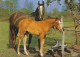 AK 210905 HORSE / PFERD - Horses