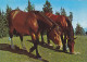 AK 210914 HORSE / PFERD - Horses