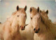 Animaux - Chevaux - Camargue - Têtes De Chevaux - Camarguais - Horses - Pferde - CPM - Voir Scans Recto-Verso - Horses