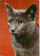 Animaux - Chats - Chatons - British Shorthair - Flamme Postale De Amiens - CPM - Voir Scans Recto-Verso - Katzen