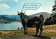 Animaux - Vaches - Carte à Message Humoristique - Lac De Gérardmer - CPM - Voir Scans Recto-Verso - Koeien