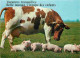 Animaux - Vaches - Carte à Message Humoristique - Cochons - CPM - Voir Scans Recto-Verso - Koeien