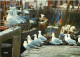 Animaux - Oiseaux - Oiseaux De Mer - CPM - Voir Scans Recto-Verso - Birds