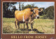Jersey PPC Jersey Cow Kuh Vache BY AIR MAIL Par Avion Label 2005 HELLERUP Denmark Motor Festival Classic Car (2 Scans) - Jersey