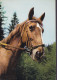 Denmark PPC Hest Horse Pferd Cheval Kunstforlag Rudolf Olsen (2 Scans) - Horses