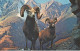 PC47308 Rocky Mountain Big Horn Sheep. Canadian Rockies. Plastichrome - Monde