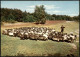 Ansichtskarte .Niedersachsen Lüneburger Heide, Schäfer 1968 - Lüneburger Heide