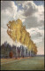 Ansichtskarte  Stimmungsbild Natur Landschaft Birken-Baum Allee 1910 - Unclassified