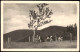 Kipsdorf-Altenberg (Erzgebirge) Bergweide Mit Der Tellkoppe - Kühe 1928 - Kipsdorf