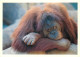 Animaux - Singes - Collection Vie Sauvage - 40 - Orang-Outang - CPM - Voir Scans Recto-Verso - Monos