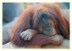 Animaux - Singes - Collection Vie Sauvage - 40 - Orang-Outang - CPM - Voir Scans Recto-Verso - Monkeys