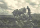 Animaux - Vaches - Une Scène De Labourage Vers 1950 Dans Les Bouches-du-Rhône - Attelage De Boeufs  - CPM - Voir Scans R - Cows
