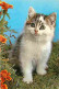 Animaux - Chats - Chatons - Chat Gris Et Blanc - CPM - Voir Scans Recto-Verso - Cats