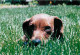 Animaux - Chiens - CPM - Voir Scans Recto-Verso - Dogs