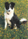 Animaux - Chiens - Corrie - Trainee Search And Rescue Dog - CPM - Voir Scans Recto-Verso - Dogs