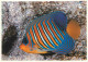 Animaux - Poissons - Aquarium De La Rochelle - 4 - Poisson Ange - Pygoplites Diacanthus - CPM - Voir Scans Recto-Verso - Fish & Shellfish