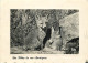 Animaux - Renards - Carte Dentelée - CPSM Grand Format - Voir Scans Recto-Verso - Other & Unclassified