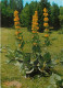 Fleurs - CPM - Voir Scans Recto-Verso - Blumen