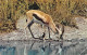 TANZANIA Tanzanie  Gazelle With Plover 34 (scan Recto Verso)ME2646BIS - Tanzanie
