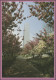 UNO New York Postkarte P 10 Kirschblüte 15 Cent 1989, Ungebraucht ** - Altri & Non Classificati