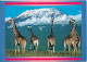 Kenya Postcard Sent To Denmark 17-3-1994 (Giraffes With Mt. Kilimanjaro) - Kenya