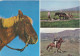 Iceland Postcard Sent To Sweden 23-9-1969 (Icelandic Ponies) - Island