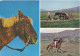 Iceland Postcard Sent To Sweden 23-9-1969 (Icelandic Ponies) - Islanda