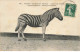 ANIMAUX  AO#AL000812 PHOTO D UN ZEBRE DE POTOCK  AU JARDIN DES PANTES A PARIS - Zebras