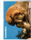 4 Calendriers 2020/21/22/23 De L'IFAW Sauvetage & Protection Animaux Sauvages Avec Photos D'animaux 14 Pages Chacun 937 - Formato Grande : 2001-...