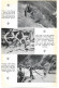 Delcampe - Magazine Article 'China Journal' 1937 "Natural History Of West China" Geography Flora Fauna Animals Pandas 中国 - Histoire
