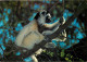 Animaux - Singes - Madagascar - Réserve Naturelle De Berenty - Sifaka, Propithecus Verreauxi - CPM - Carte Neuve - Voir  - Scimmie