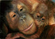Animaux - Singes - Orang-Outang - CPM - Voir Scans Recto-Verso - Scimmie