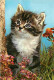 Animaux - Chats - Chatons - Portrait - CPM - Voir Scans Recto-Verso - Cats