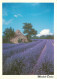 Fleurs - Champs De Lavande - Provence - CPM - Voir Scans Recto-Verso - Blumen