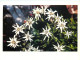 Fleurs - CPM - Voir Scans Recto-Verso - Blumen