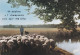 Agriculture -- élevage -- Troupeaux De Moutons  ( 2 Cartes ) --petite Animation - Crías