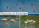 AK 211004 BIRD / VOGEL - Flaments En Camargue - Birds