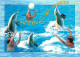 Animaux - Dauphin - Dolphin - Carte à Message - CPM - Voir Scans Recto-Verso - Dolfijnen