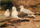 Animaux - Oiseaux - Oiseaux De Mer - Mouettes Tridactyles - CPM - Voir Scans Recto-Verso - Birds