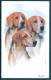 19038 Trois Chiens Harriers - Belle Ilustration - Dogs