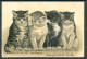 20561 Chats - Groupe De 4 Chats  -  Belle Carte Gaufrée  - Cats