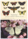 Schmetterlinge Witte Schülerlexikon + Baumweißling Foto Lederer Gelaufen 1977+1975 - Papillons