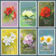 Egypt - 2024 - 6 Max. Cards - ( Flowers From EGYPT ) - Rosas